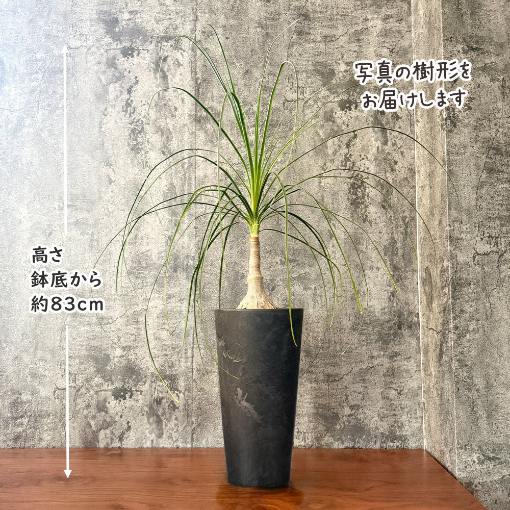 トックリラン 6号 ノリナ アートストーン ラウンド型 徳利蘭 送料無料