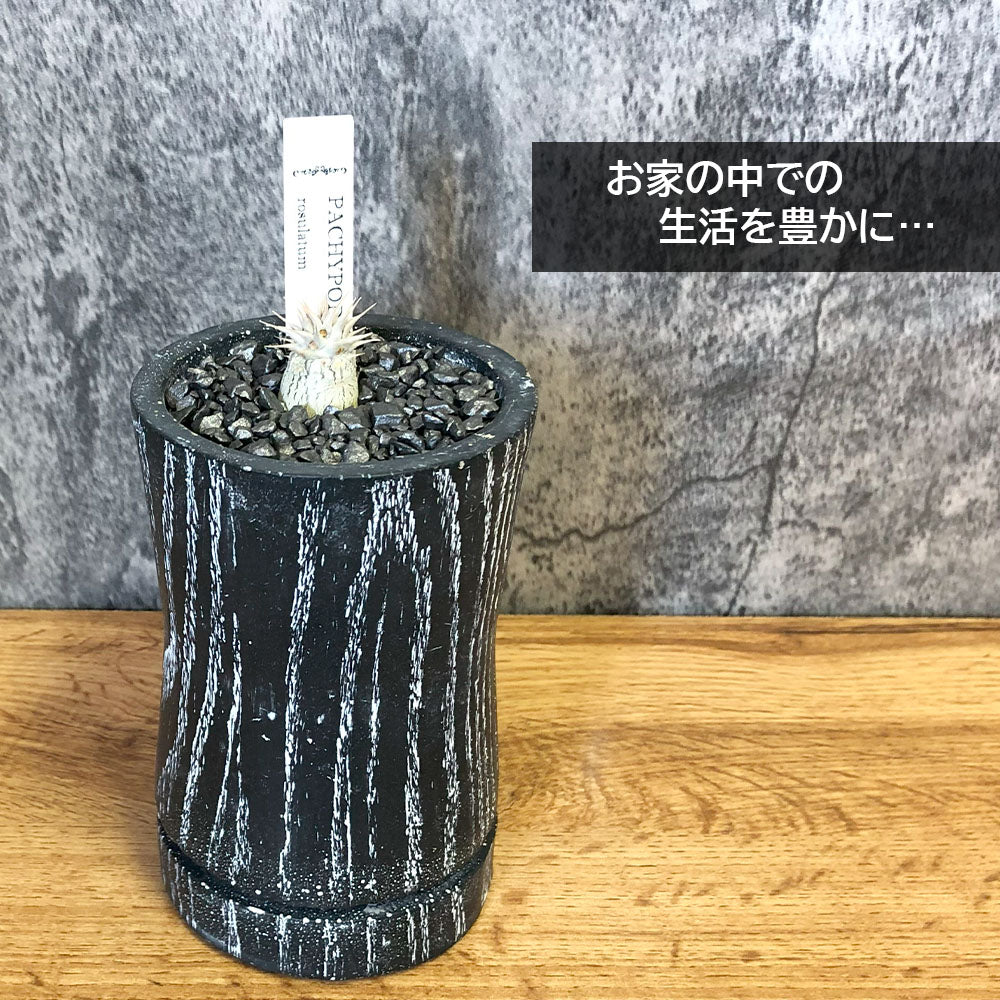 パキポディウム ロスラーツム 選べる樹形 3号 黒陶器鉢 ソーサー付 黒デコジャリ小付 多肉植物 塊根植物