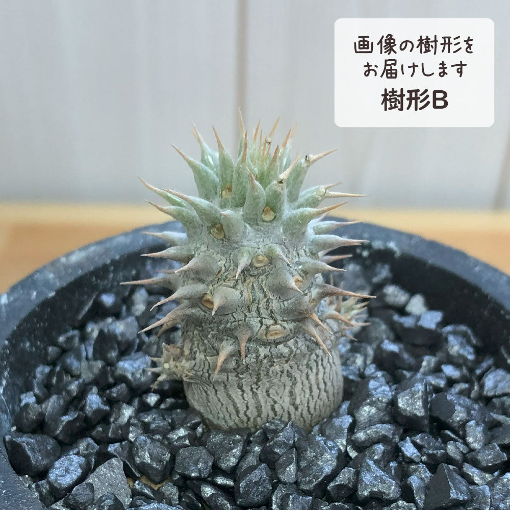 パキポディウム ロスラーツム 選べる樹形 3号 黒陶器鉢 ソーサー付 黒デコジャリ小付 多肉植物 塊根植物