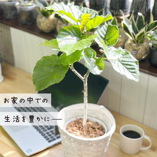 ウンベラータ フィカス 5号 ラッピング無料 ベラボン付 選べる鉢カバー PPライナー付