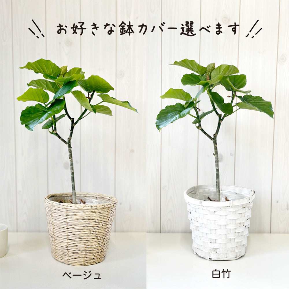 ウンベラータ フィカス 5号 ラッピング無料 ベラボン付 選べる鉢カバー PPライナー付