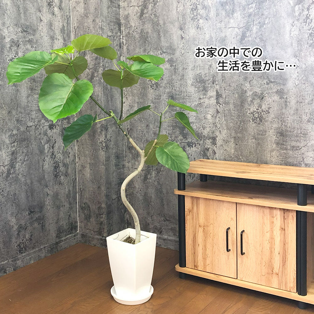 ウンベラータ フィカス 7号 現品 選べる樹形 選べる鉢 プラスチック鉢 アートストーン アンティーク調 鉢カバー 白6