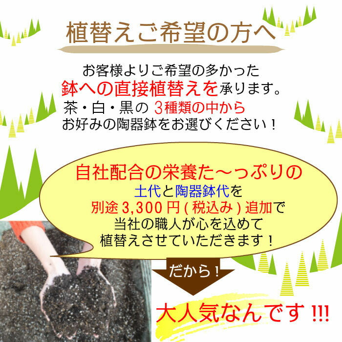 【植え替えオプション】 8号植物用 陶器鉢 自社配合土 職人による植え替え作業付き 当店ご購入植物の植え替え限定