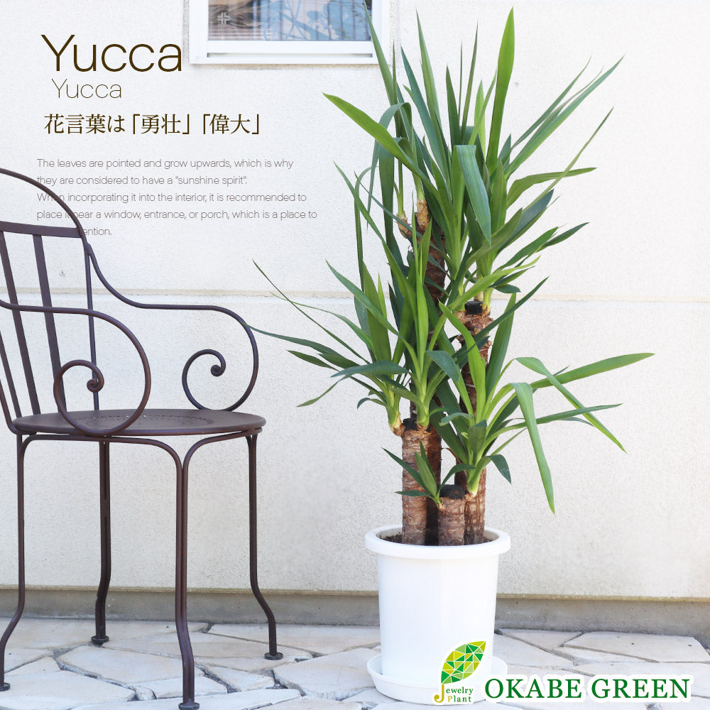 ユッカ 8号 白プラスチック鉢 受皿付