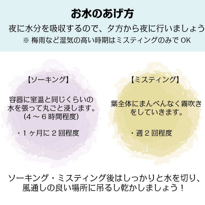 エアプランツ キセログラフィカ ティランジア Sサイズ 幅約18cm