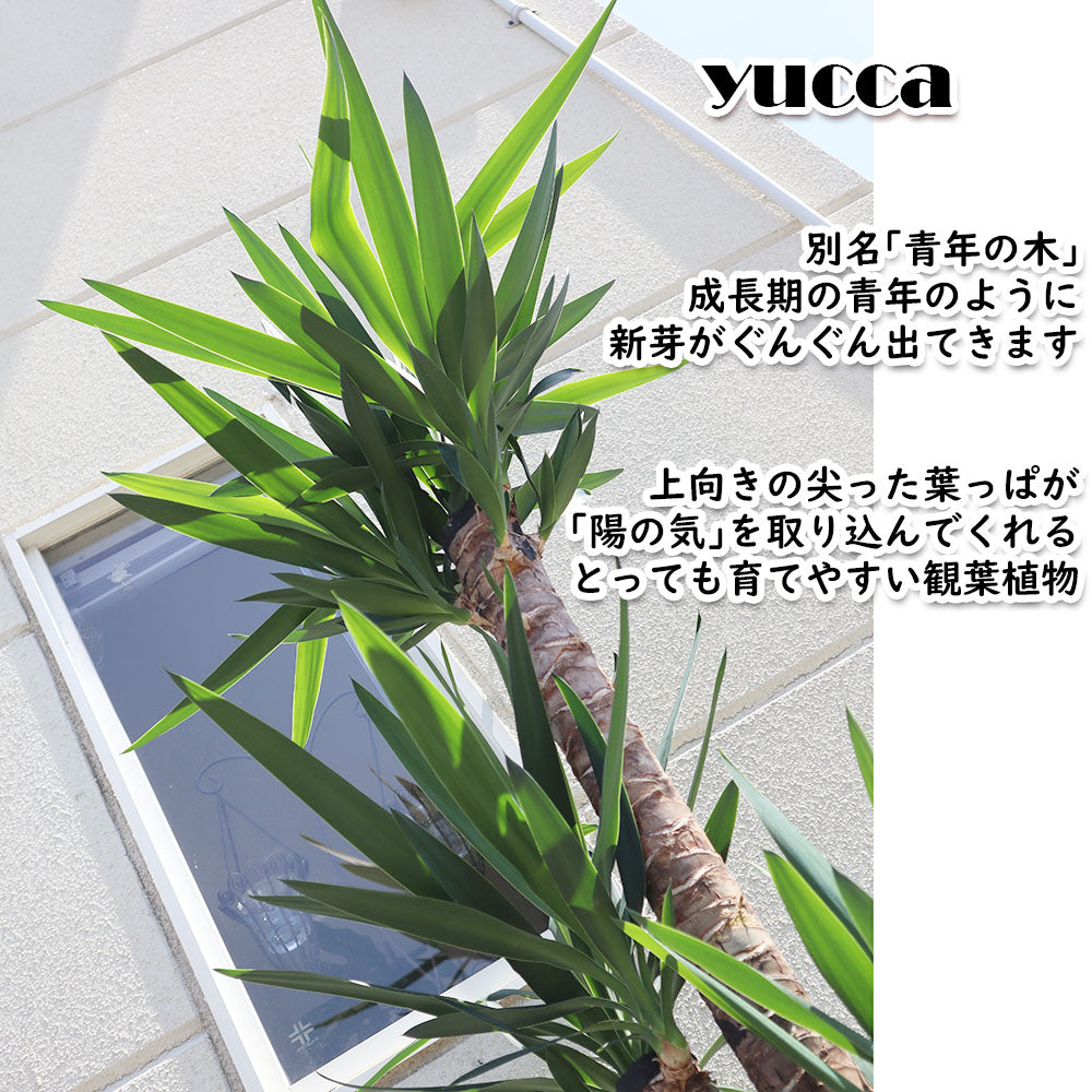 ユッカ 10号 選べる鉢 大型