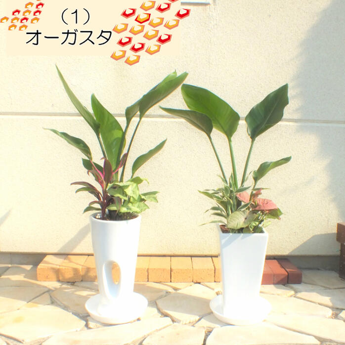 選べる植物 寄せ植え オーガスタ ユッカ テーブルヤシ ドラセナ
