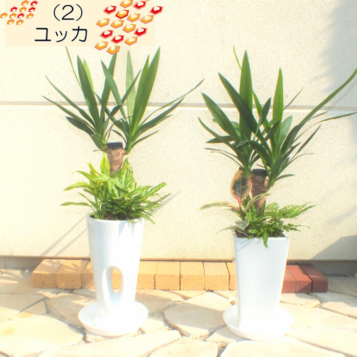 選べる植物 寄せ植え オーガスタ ユッカ テーブルヤシ ドラセナ