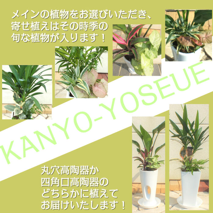 選べる植物 寄せ植え オーガスタ ユッカ テーブルヤシ ドラセナ