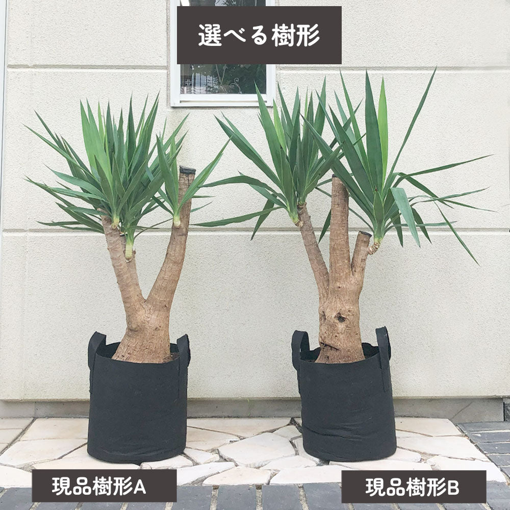 ユッカ マヤツリー ブランチ 10号 フェルトプランター