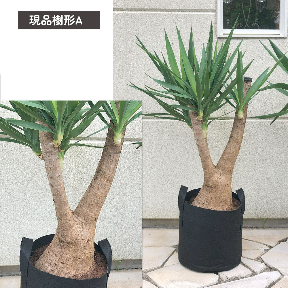 ユッカ マヤツリー ブランチ 10号 フェルトプランター