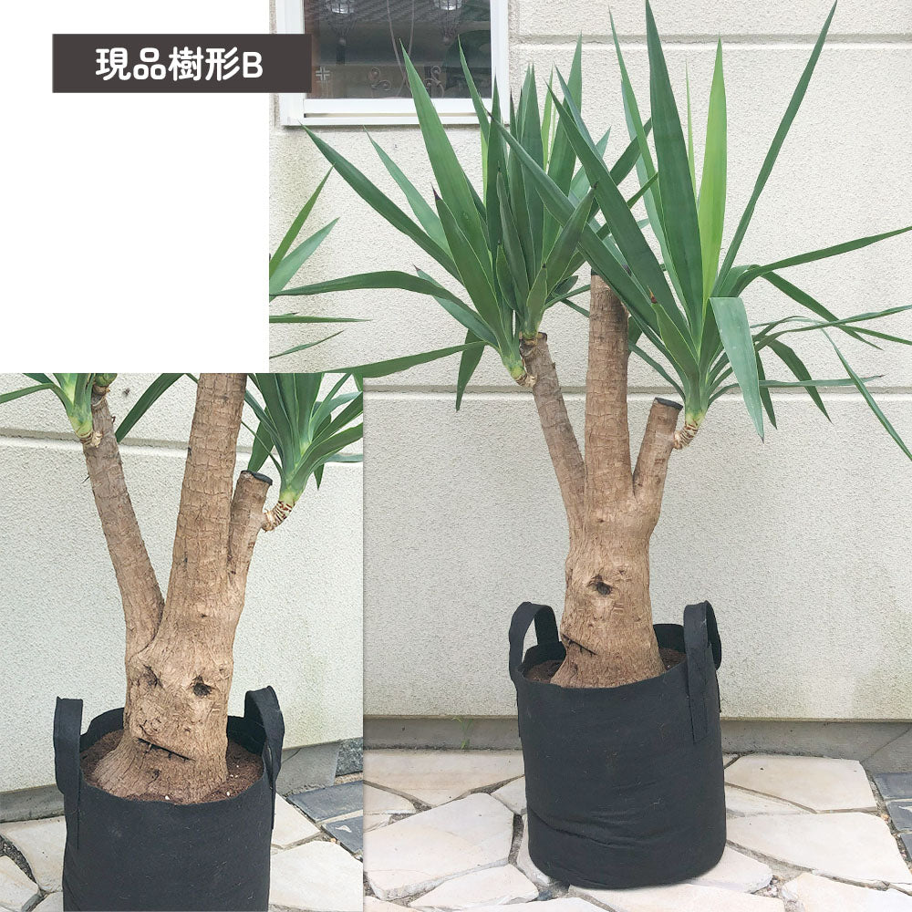 ユッカ マヤツリー ブランチ 10号 フェルトプランター