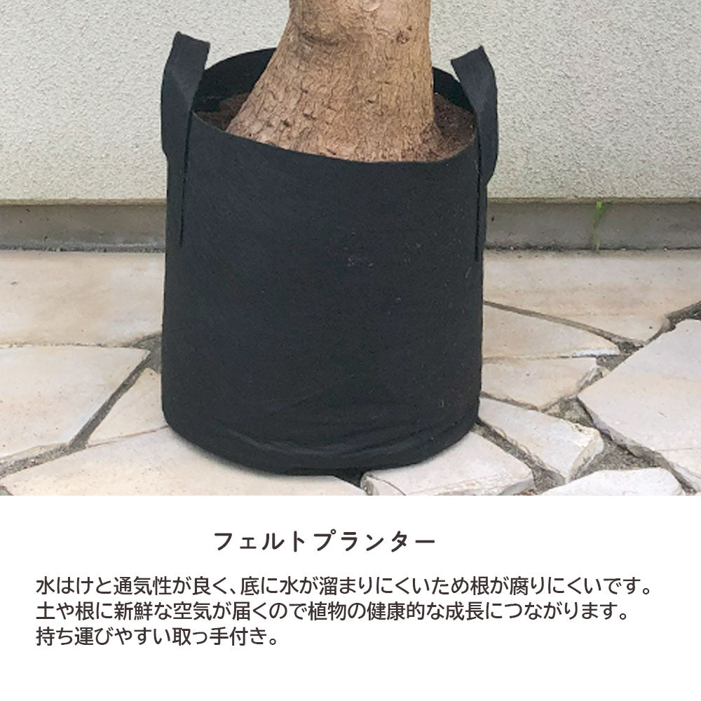 ユッカ マヤツリー ブランチ 10号 フェルトプランター