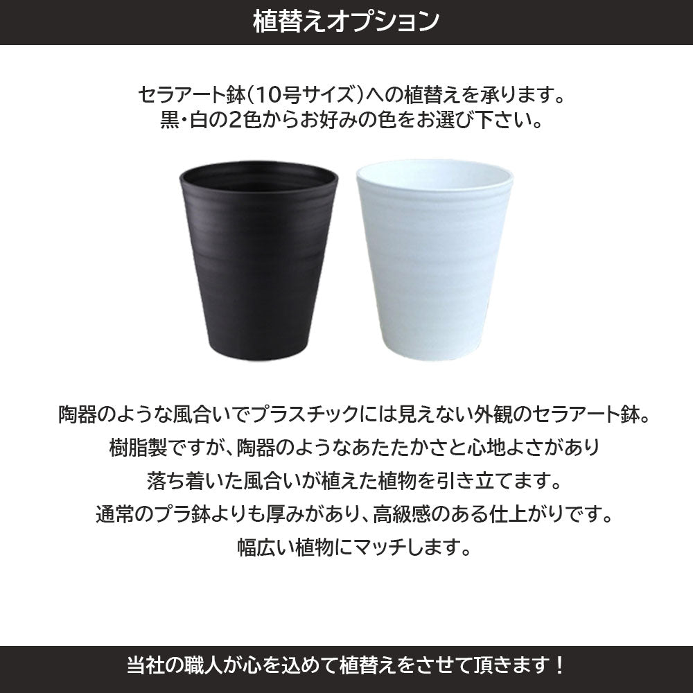 ユッカ マヤツリー ブランチ 10号 フェルトプランター