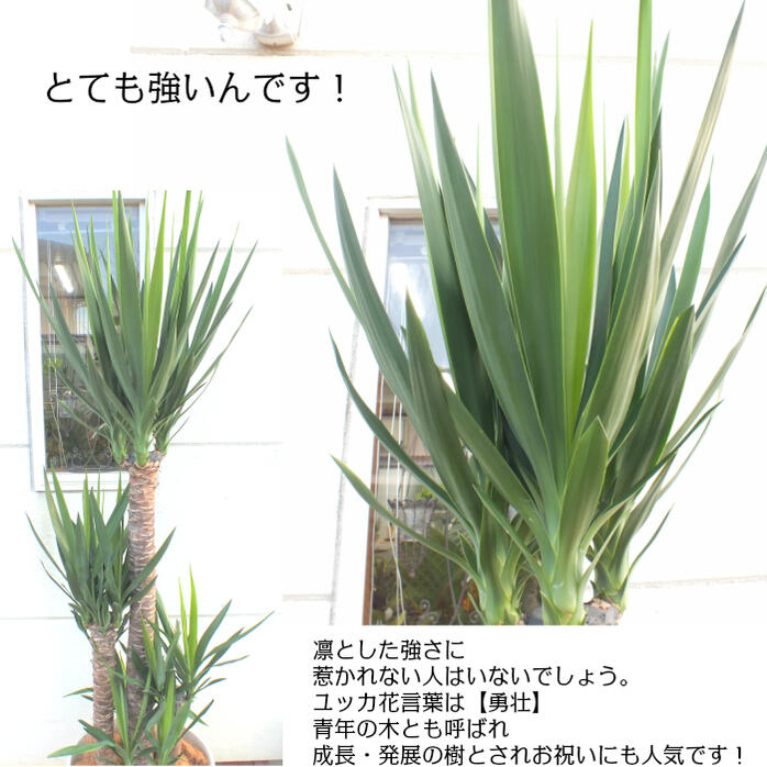 ユッカ 10号 選べる鉢 大型