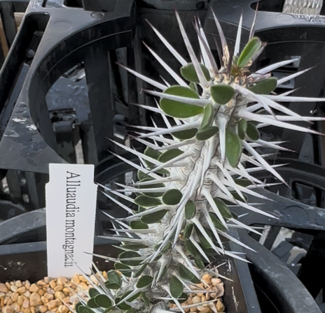 珍奇な植物？！シルバーのトゲが美しすぎるアローディア モンタグ