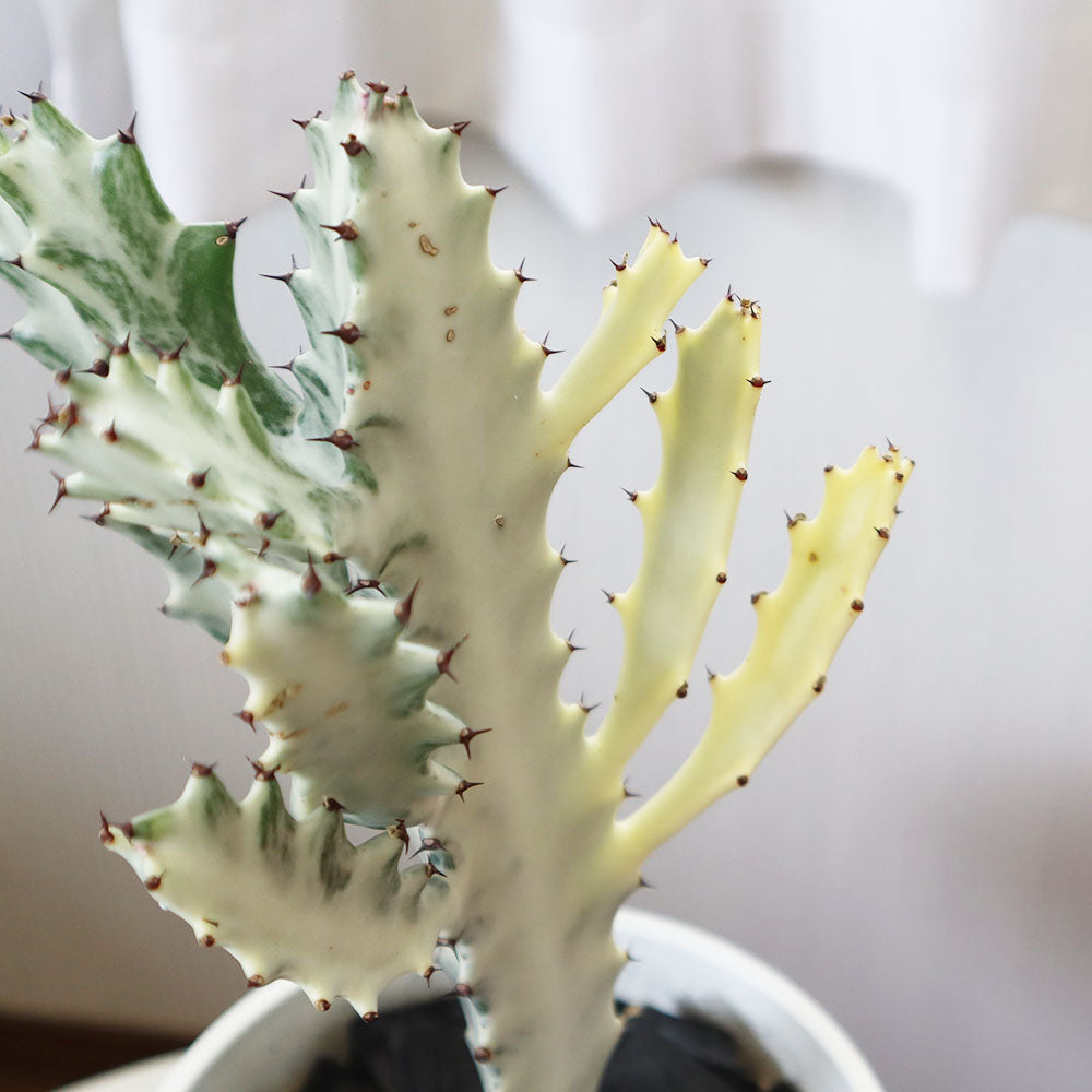 観葉植物 多肉植物 ユーフォルビア ラクテア ホワイトゴースト