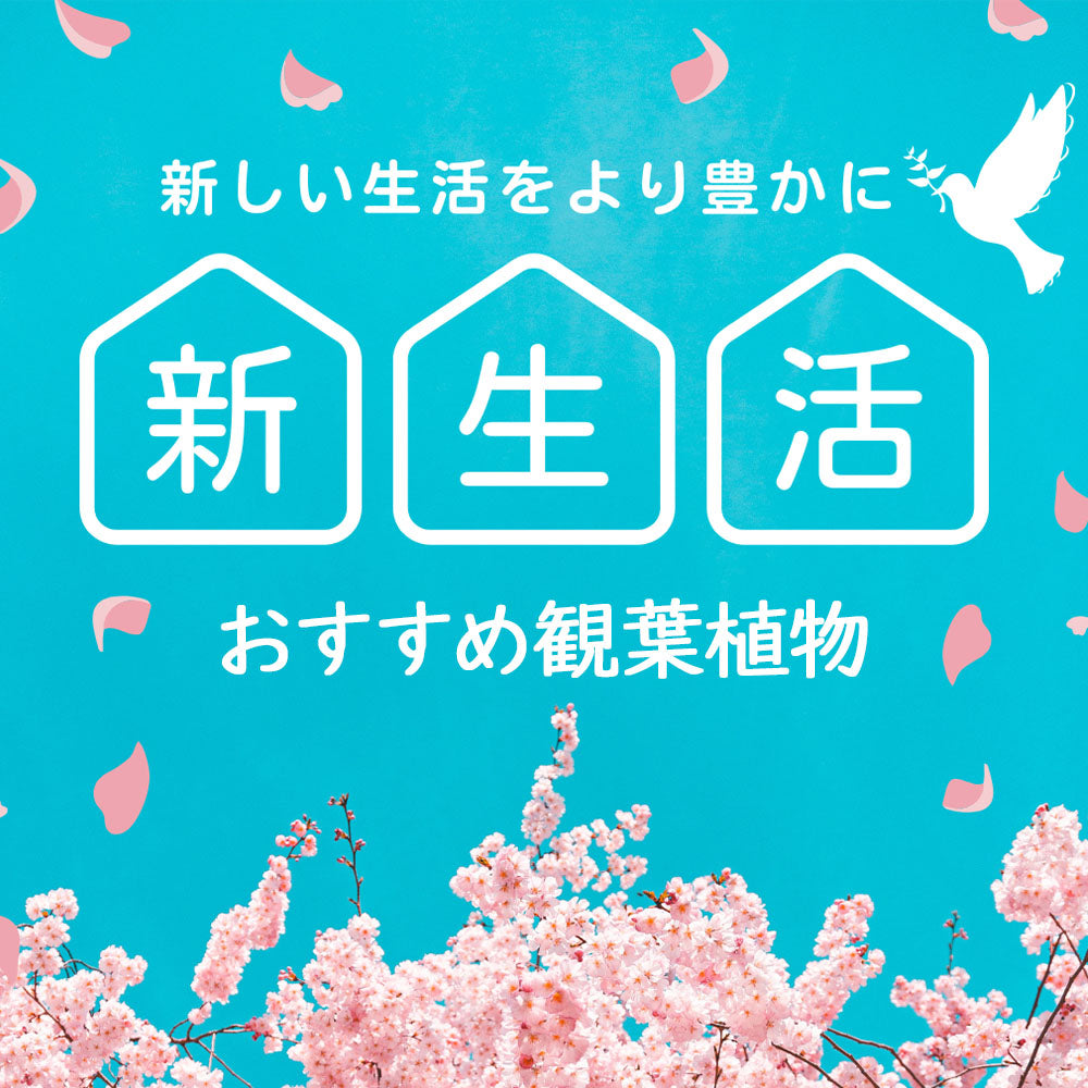 風水効果＆お手入れラクラク！新生活にぴったりの観葉植物6選