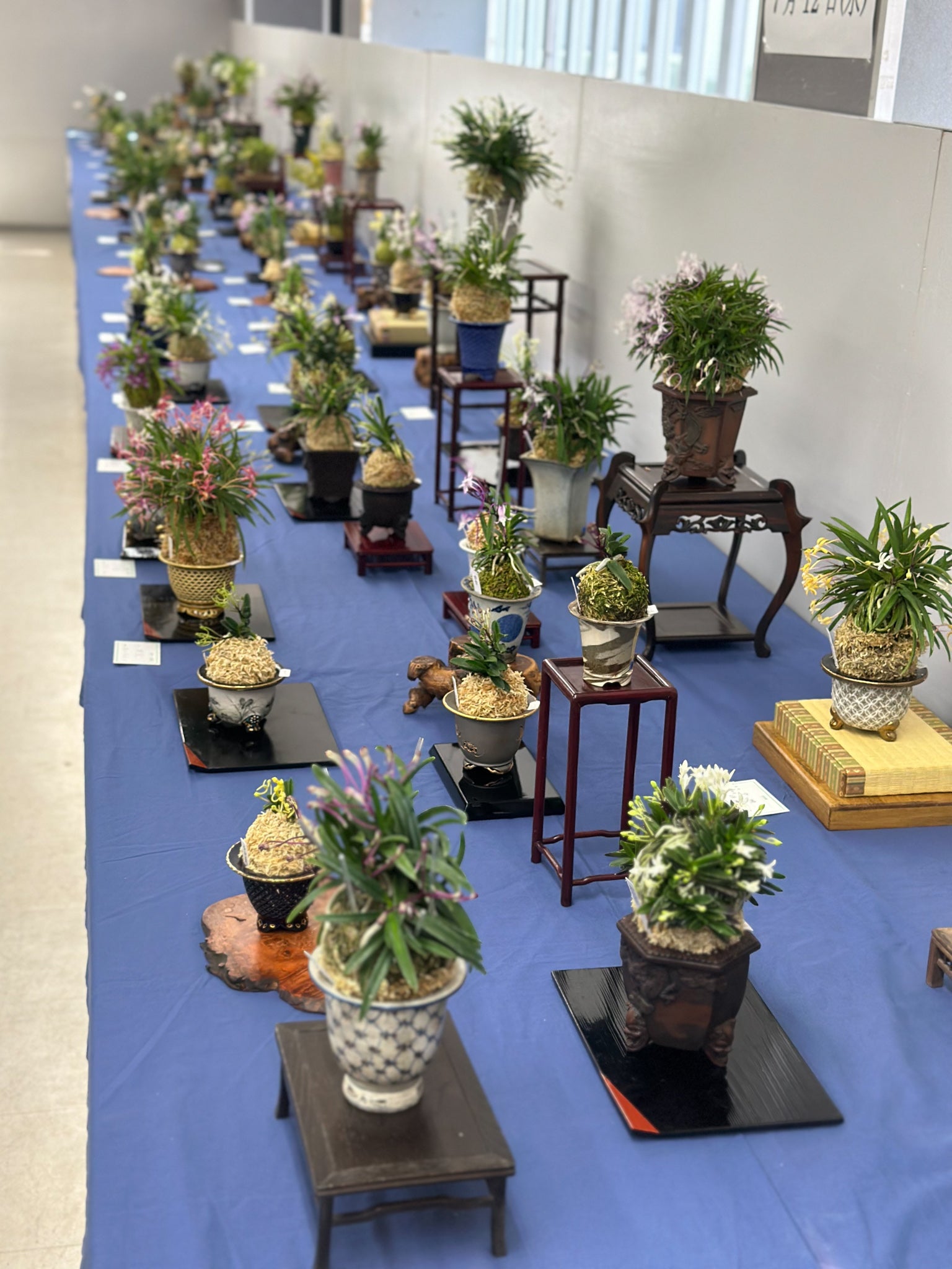 7月7日 第17回 彩と香の富貴蘭展 開催しました – Jewelry Plant online