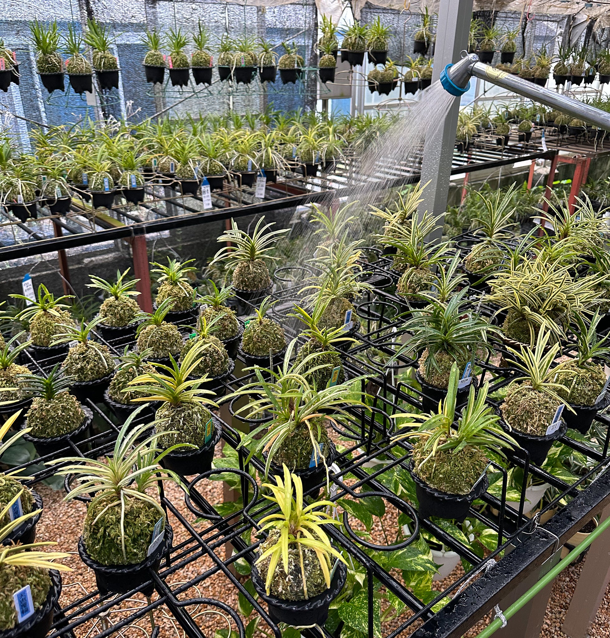 IMG_1818-2.jpg?v=1693877235&