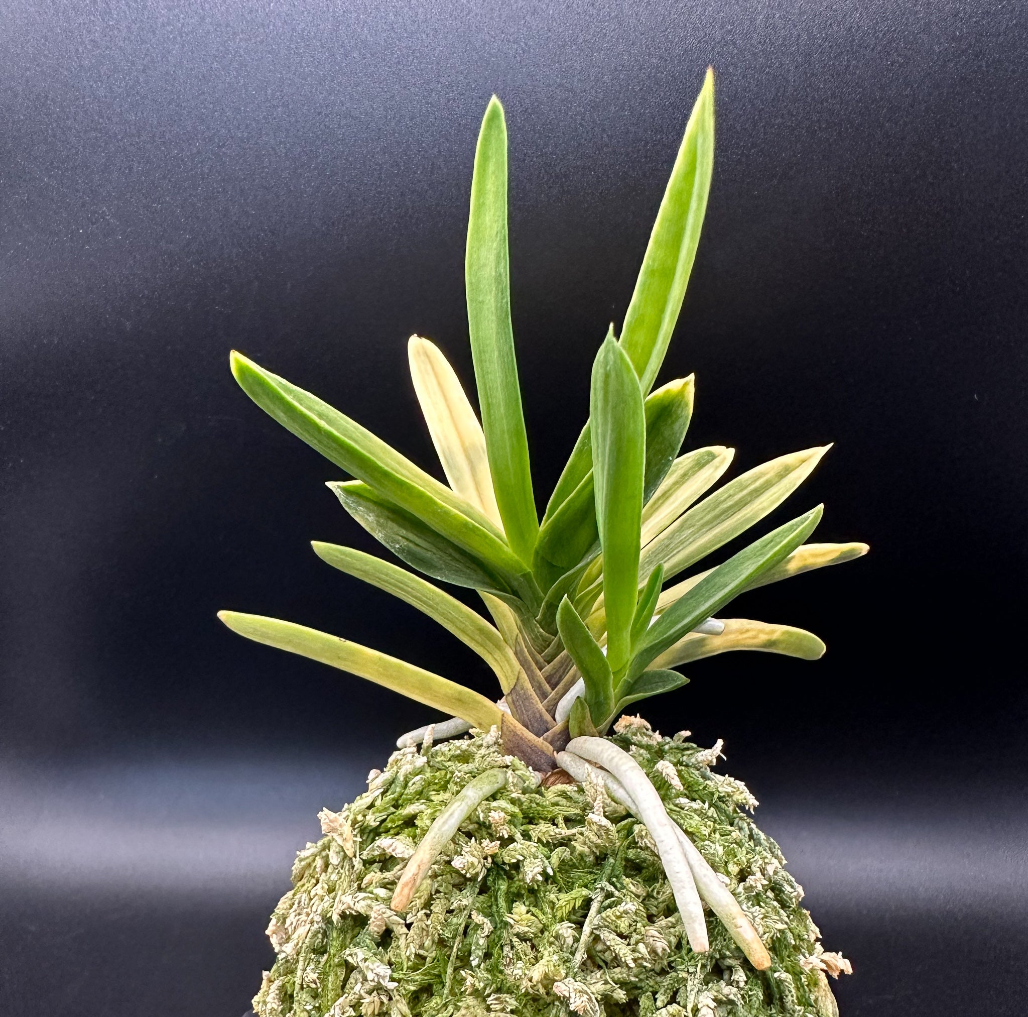 富貴蘭 変化を楽しむ | 紅法師虎『まるで孔雀が羽を広げたよう