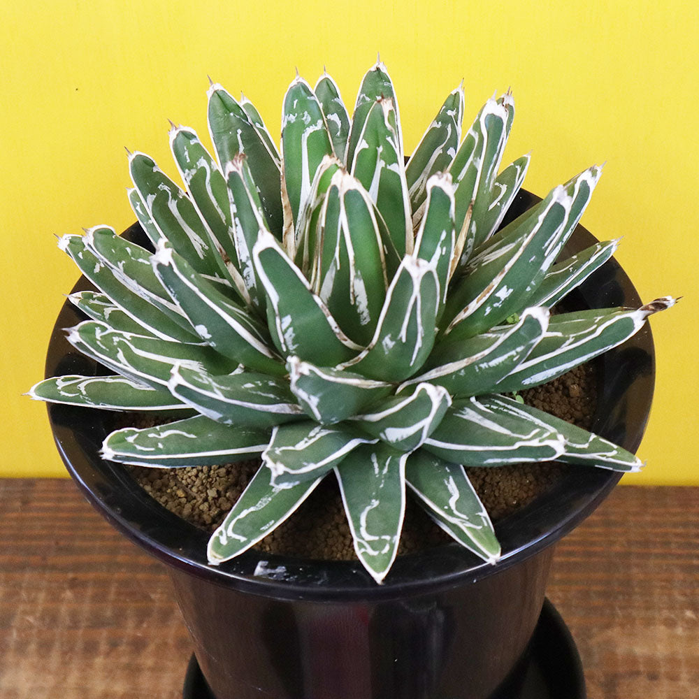 アガベ笹の雪の春の育て方｜成長期の水やり・日当たり管理のコツ