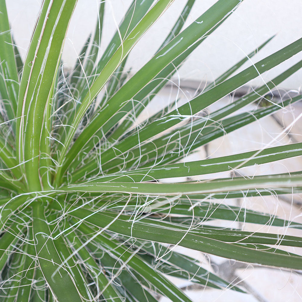 観葉植物 多肉植物 アガベ 乱れ雪