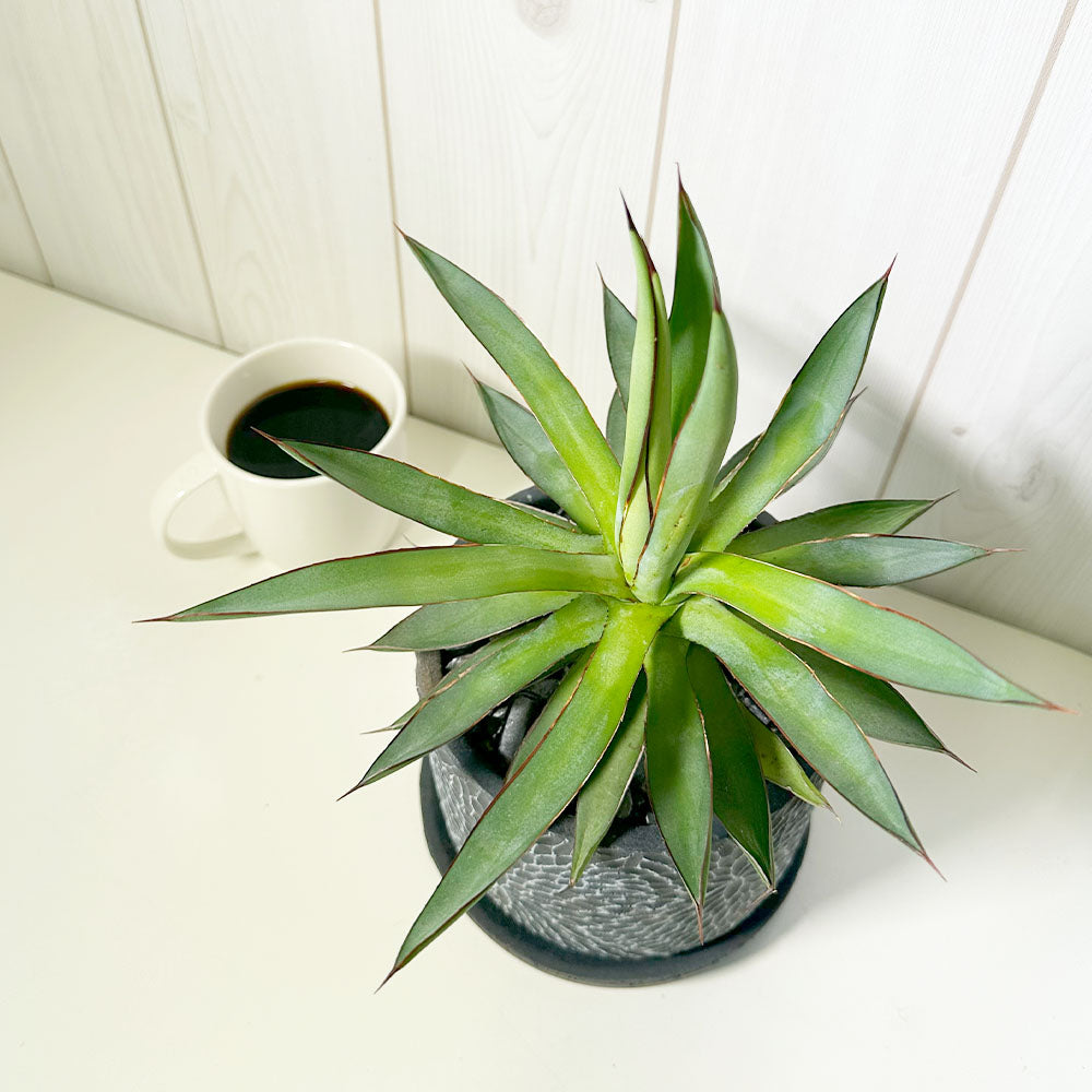 アガベ 青蓮(曙光 バーントバーガンディー) アガベ「バーント