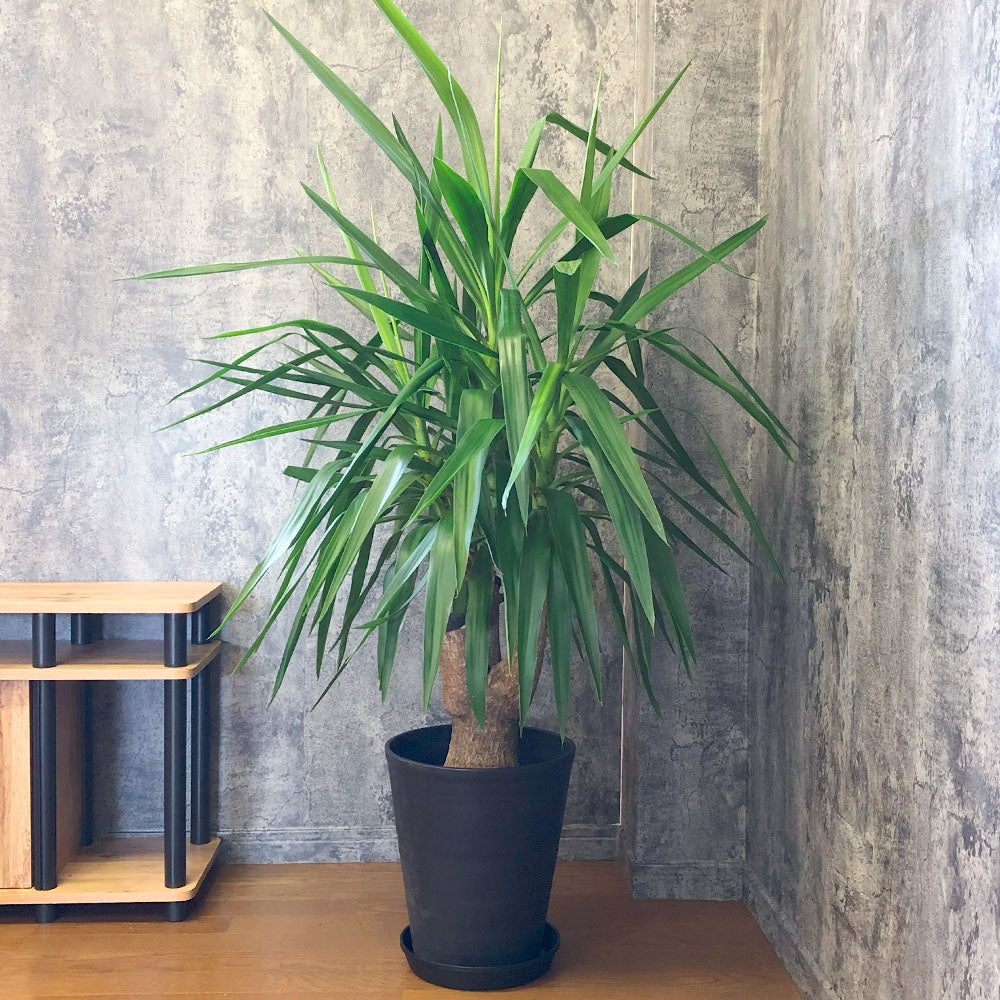 観葉植物「ユッカ マヤツリー」の育て方ガイド | 花言葉：『勇壮 