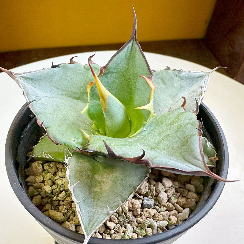 観葉植物 多肉植物 アガベ ティタノータ チタノタ ティタノタ 