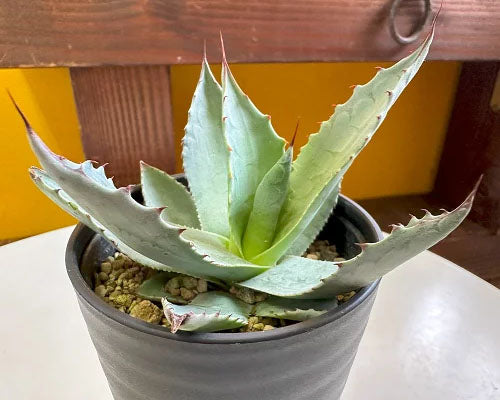 観葉植物 多肉植物 アガベ Agave