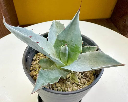 観葉植物 アガベ オバティフォリア | 彫刻のような存在感！オバティ 