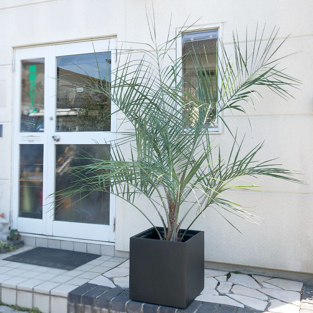 ココスヤシの冬の管理方法｜観葉植物を元気に育てるためのコツ 