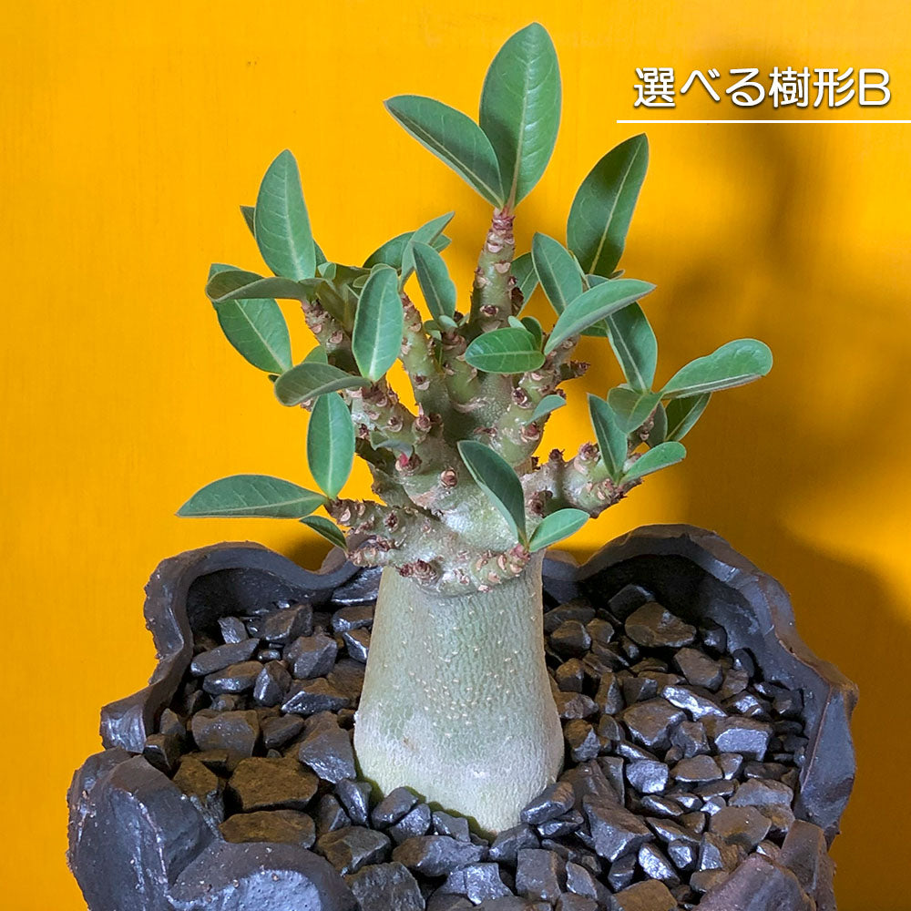 観葉植物 塊根植物 アデニウム コーデックス 鉢植え