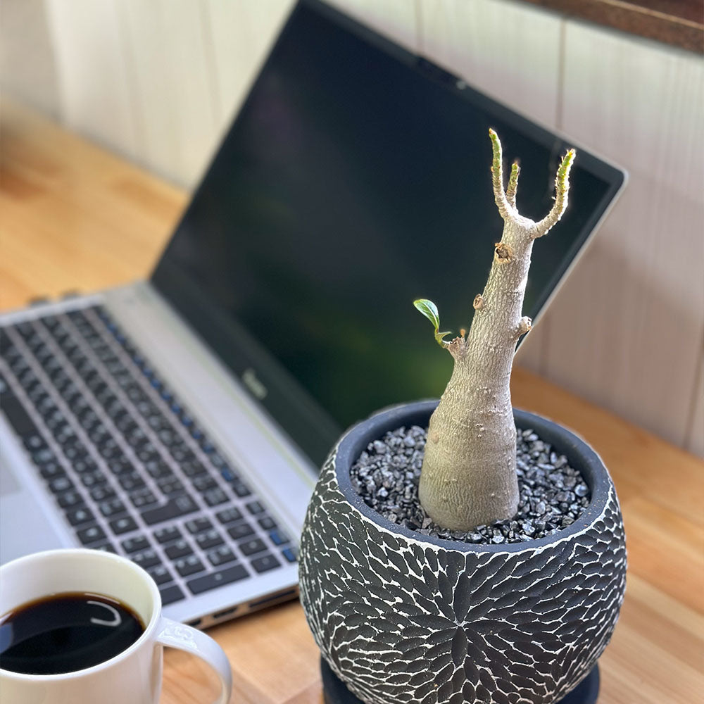 観葉植物 塊根植物 アデニウム コーデックス 鉢植え