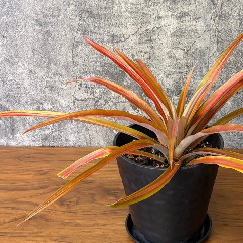 観葉植物 アナナス ルシダス