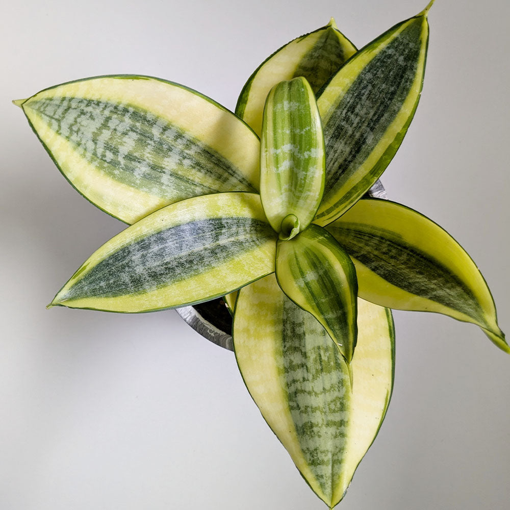 多肉植物 サンスベリア ハニー 観葉植物 鉢植え