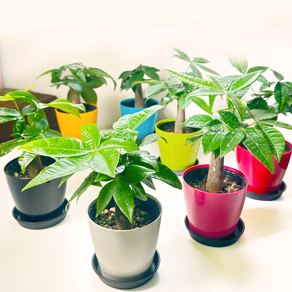 観葉植物 パキラ 発財樹 moneytree Pachira 鉢植え