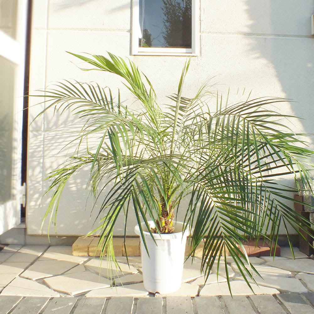 成功と飛躍を象徴する観葉植物フェニックス・ロベレニーの魅力 