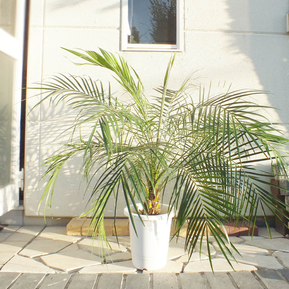 観葉植物 フェニックス ロベレニー ヤシ 鉢植え