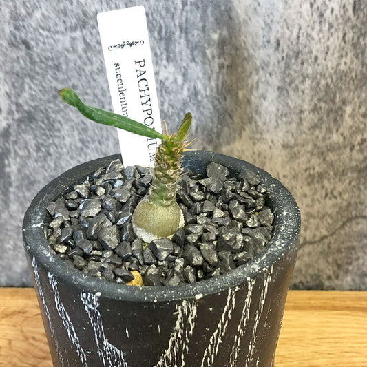 パキポディウム サキュレンタム 観葉植物 コーデックス 塊根植物
