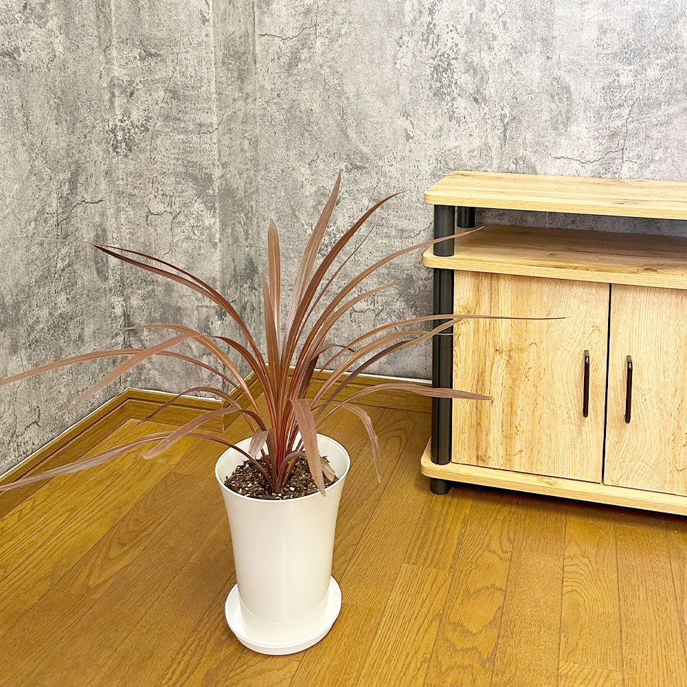 超大株！コルジリネ コーヒークラシック1.5M(鉢底から)期間限定セール