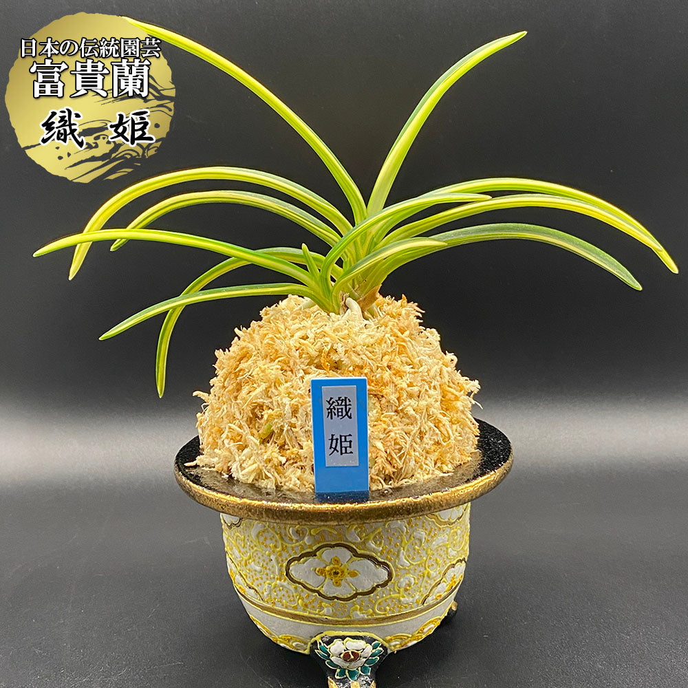 富貴蘭 種類『織姫』（おりひめ）【現品】見栄えが良く人気が高い