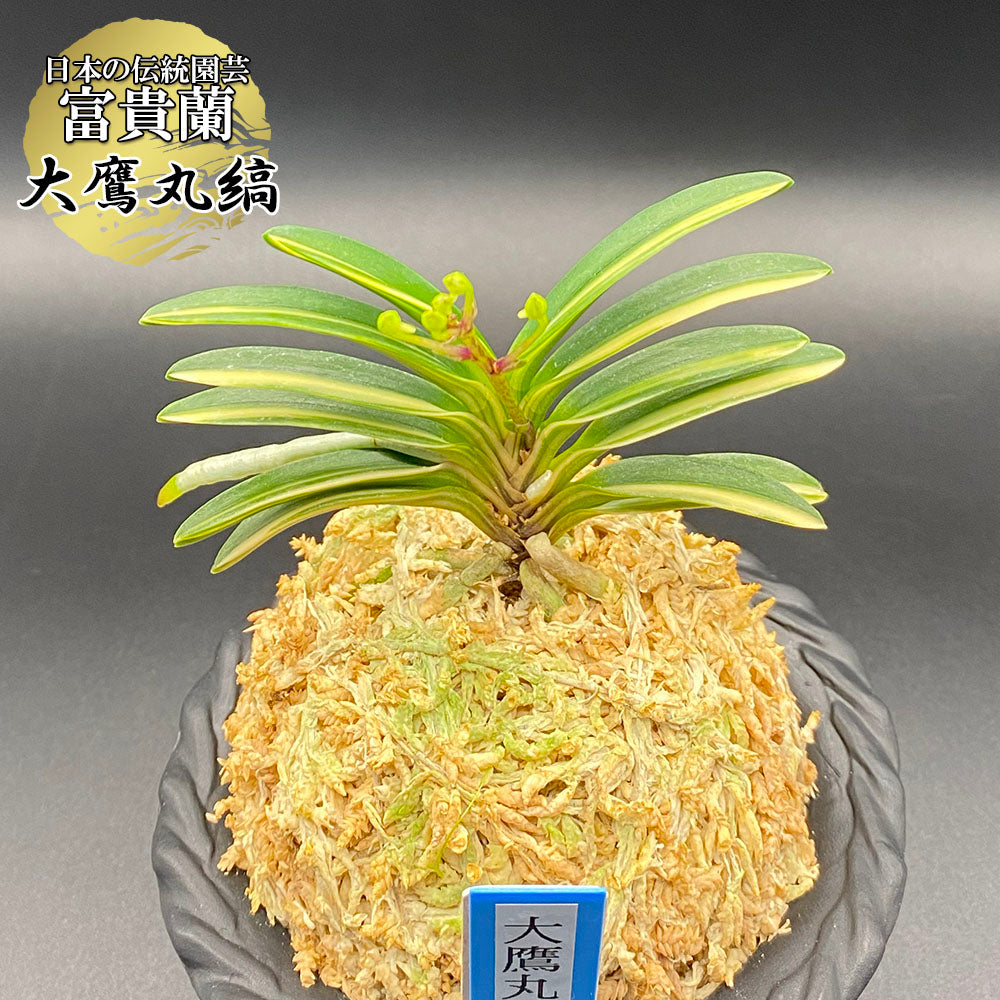 風蘭 種類『大鷹丸縞』（おおたかまるしま）【現品】横から見ると白く