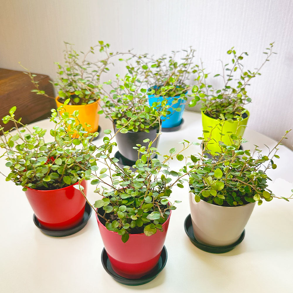 観葉植物 ワイヤープランツ つる性 wireplant 鉢植え