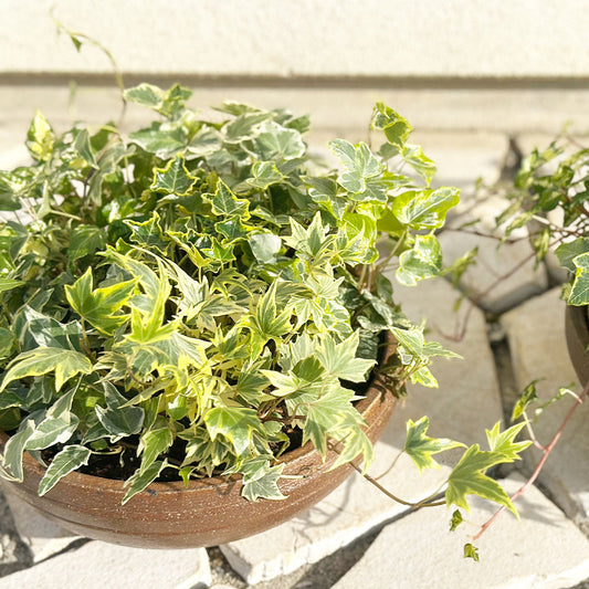 観葉植物 アイビー ヘデラ Hedera helix つる性 蔓 鉢植え