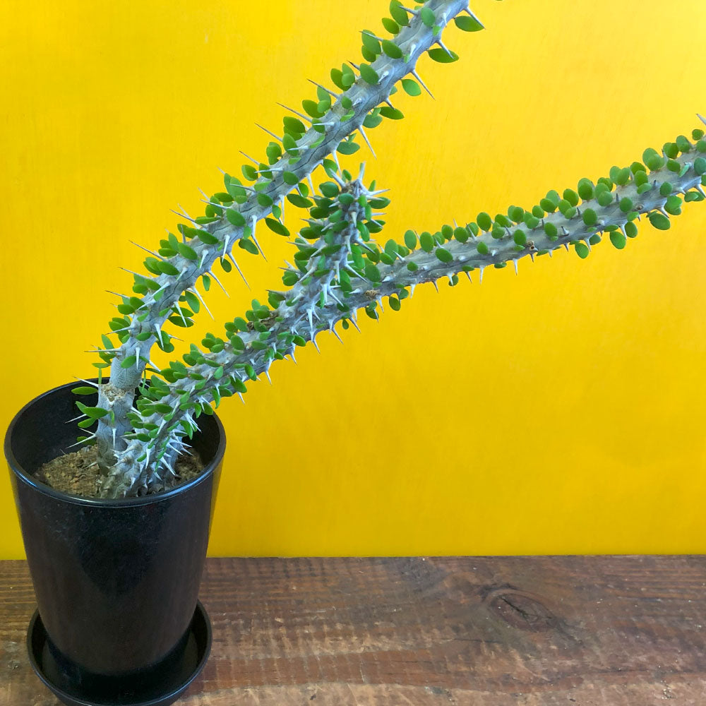 個性的で刺激的な見た目を持つ観葉植物3選！ – Jewelry Plant online