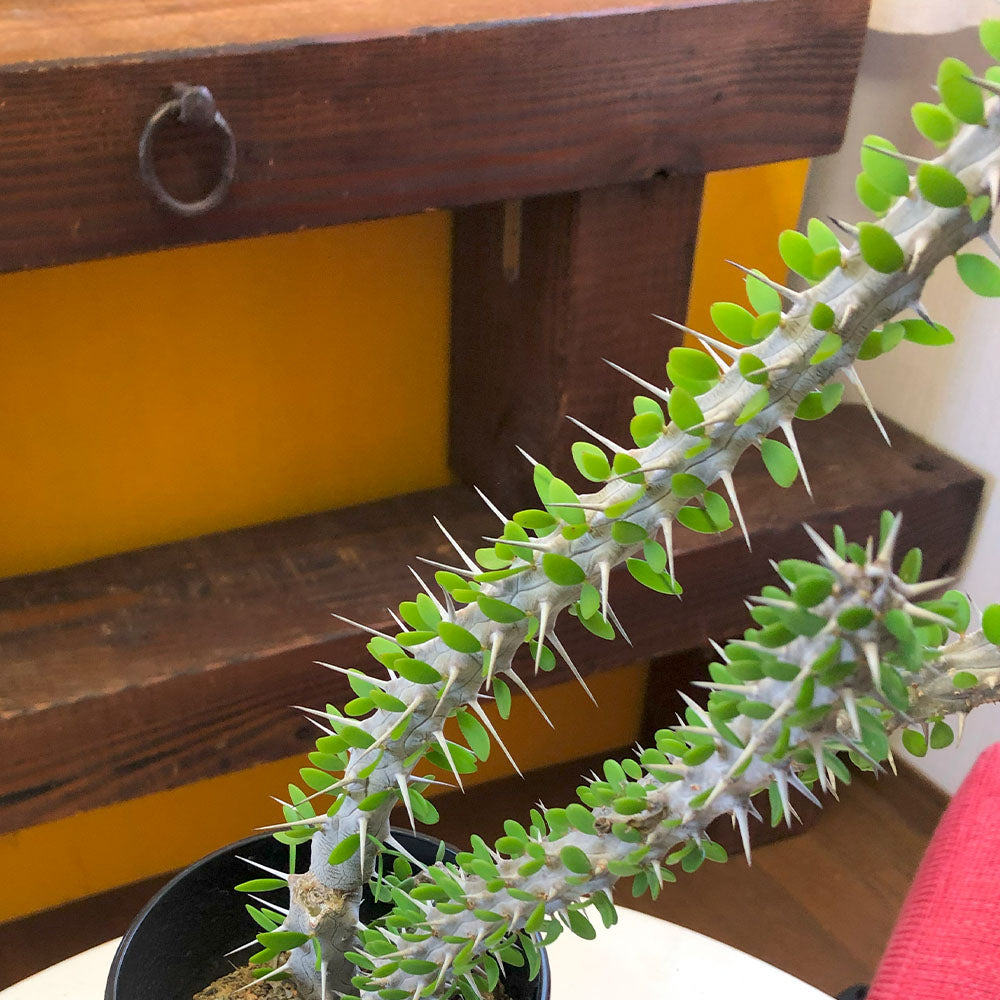 観葉植物「アローディア・プロセラ」の育て方ガイド – Jewelry Plant 