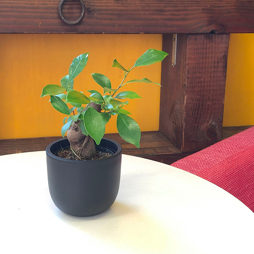 観葉植物 ガジュマル フィカス 鉢植え ガジュマルの木 Ficus microcarpa