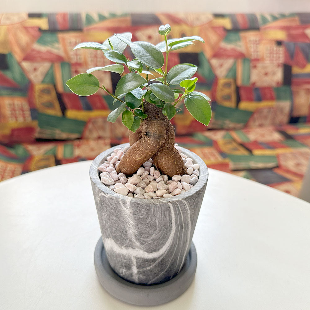 観葉植物 フィカス ガジュマル ガジュマルの木 Banyan Ficus microcarpa